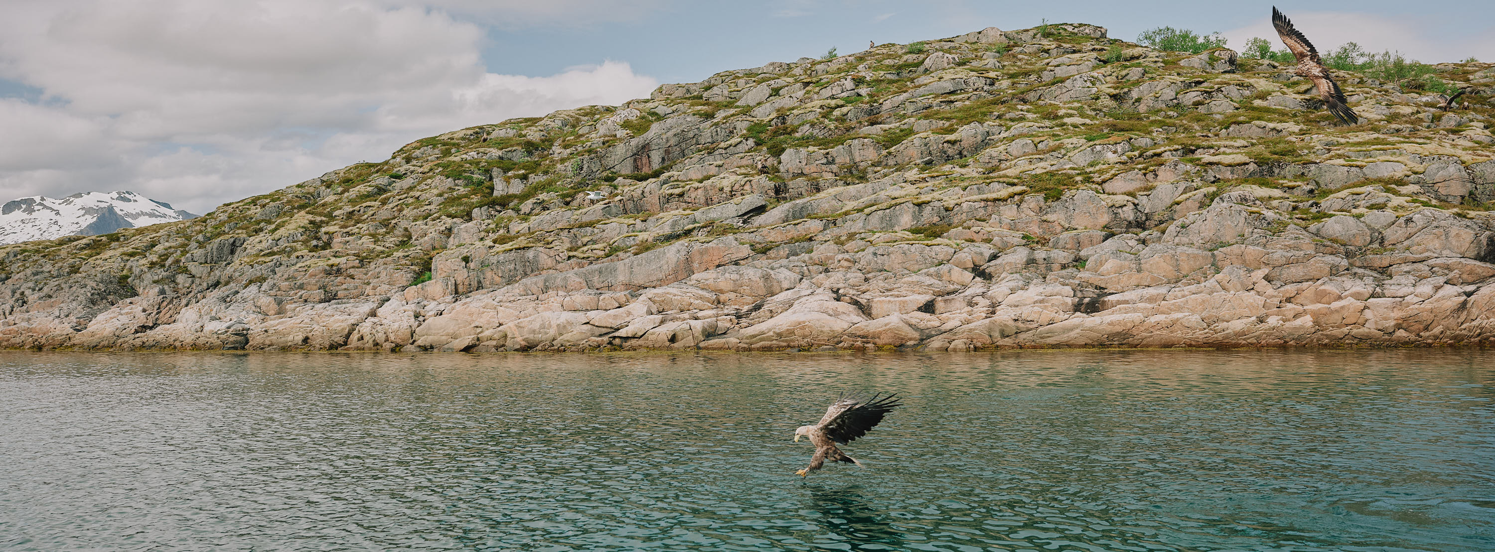 Sea Eagles at Trollfjord