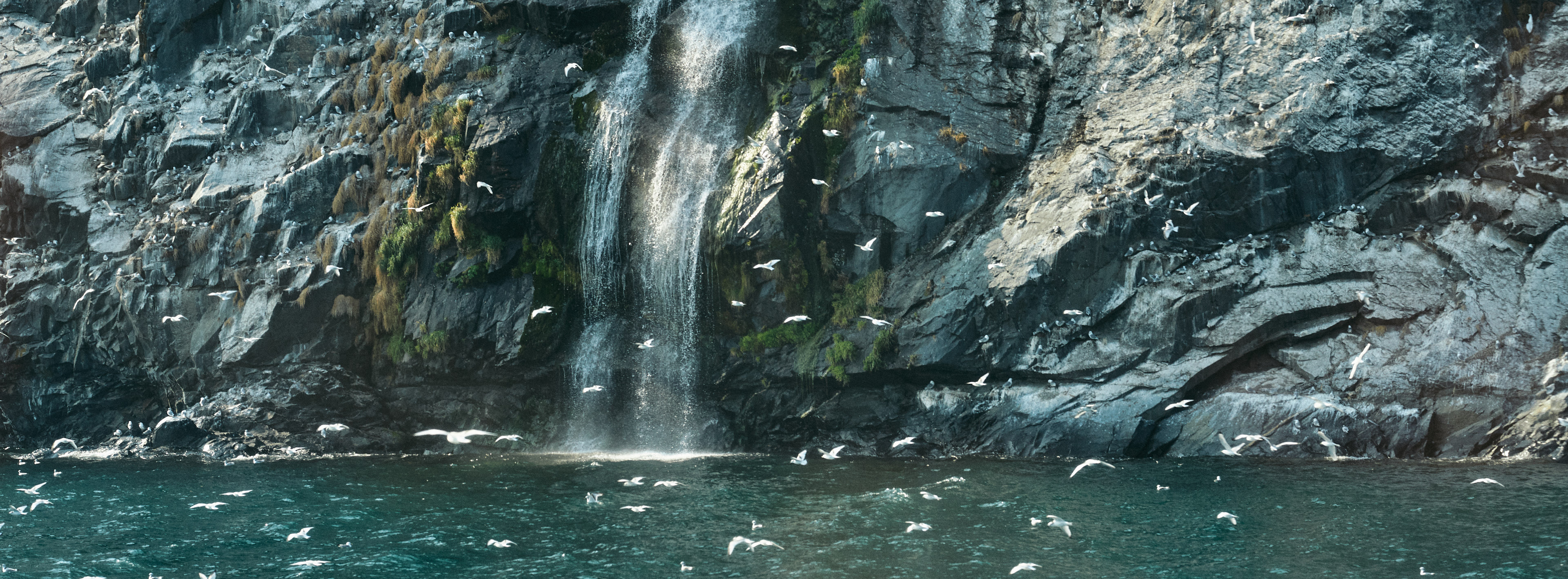 Birds & Waterfall
